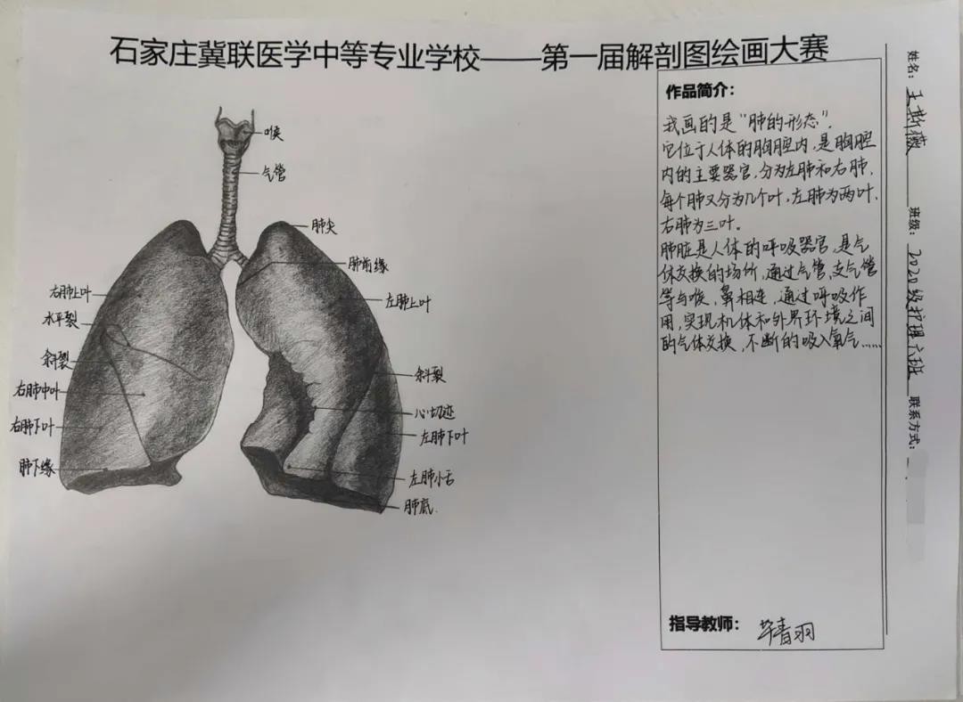 石家庄冀联医学院2021年首届解剖图绘画大赛